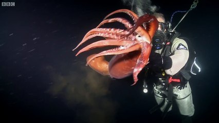 Swimming with a Humboldt Squid - Deadly 60 - Series 2 - BBC