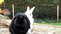 Headbanging Osterhase rockt am Vatertag ab