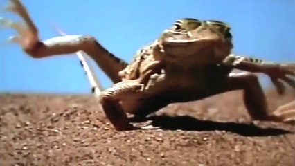 Ataque Animal - Animais do Deserto - 02