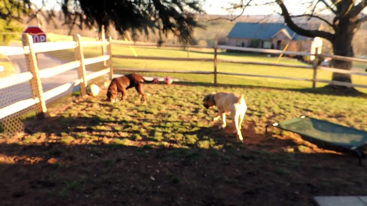 Zuri & Pals in the Front Yard - December 14, 2012
