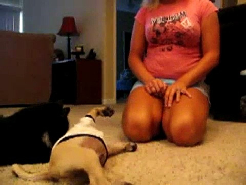 cat&dog