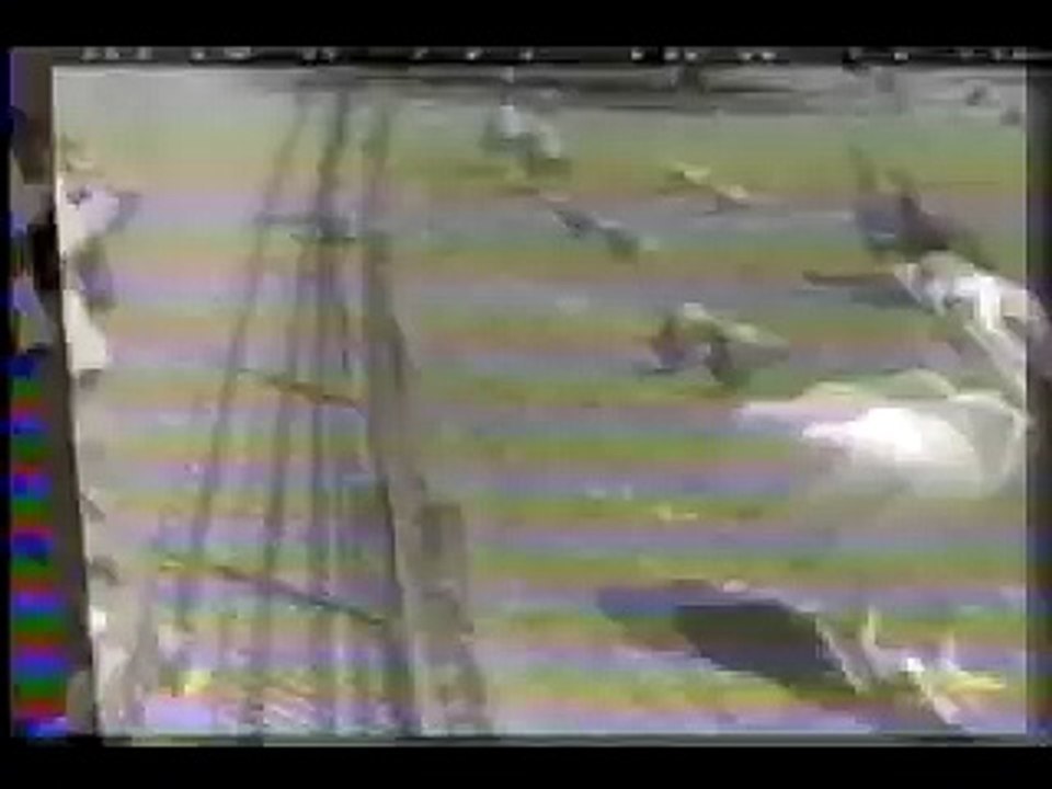 Pelican eats pigeon