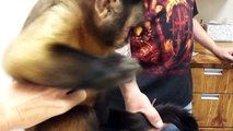 Baby monkey nala plays with Mango the capuchin