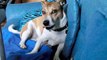Hundeerziehung: Lustiger Hund sagt Hallo Jack Russell Terrier Mani witzig, lachen garantiert