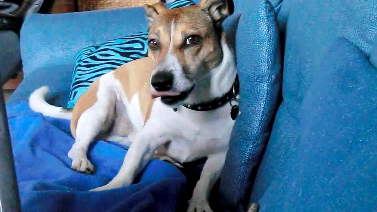 Hundeerziehung: Lustiger Hund sagt Hallo Jack Russell Terrier Mani witzig, lachen garantiert