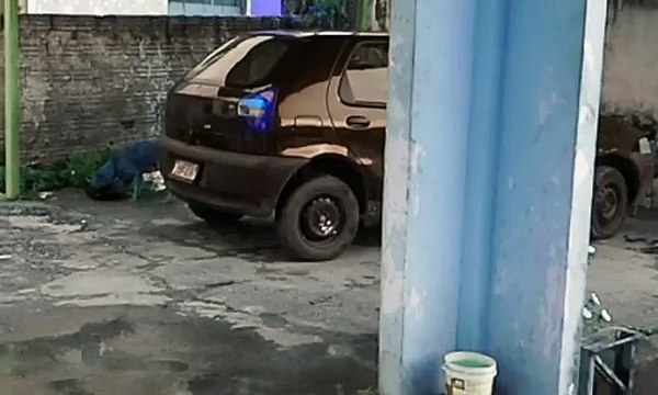 Cachorro chora e tenta ressuscitar irmão em Manaus