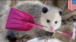 VIDEO: Detroit man evicts possum with a shovel, angers animal rights activists