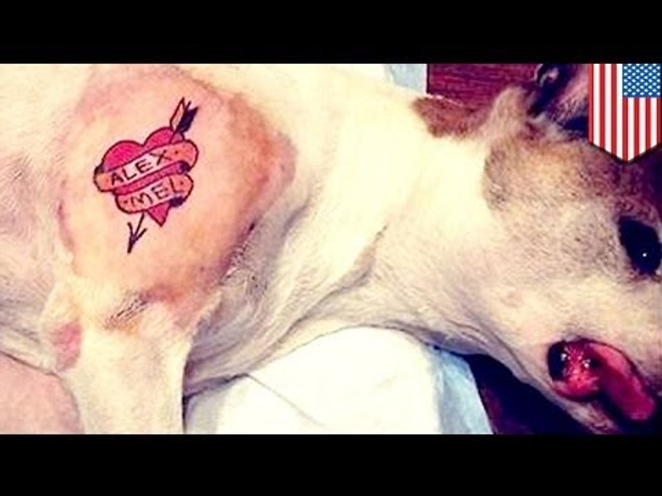 Man tattoos dog: Animal cruelty gets Brooklyn man nailed online