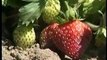 Great Gardens: Strawberry growing tips