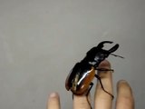 Flying Stag Beetle - Fliegender Hirschkäfer (Odontolabis wollastoni)