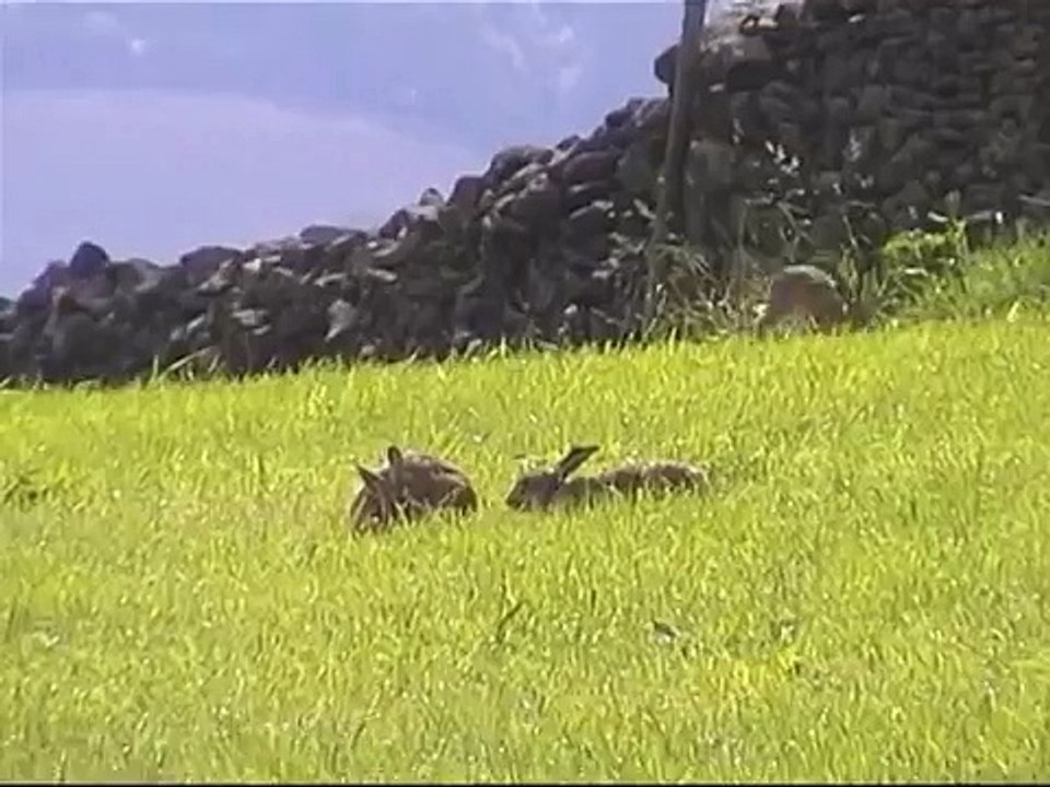 4 Yorkshire Hares - midsummer madness