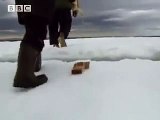 At the snow edge - A Boy Among Polar Bears - BBC
