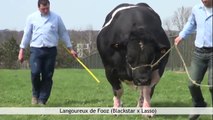 CRV-stier Langoureux - Belgisch witblauw