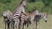 Safari / Mara Bush Camp / Masai Mara / Kenya (sunworld-safari.com) - another crossing