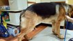 80 lb German Shepherd Learns to Stay for Ear Drops