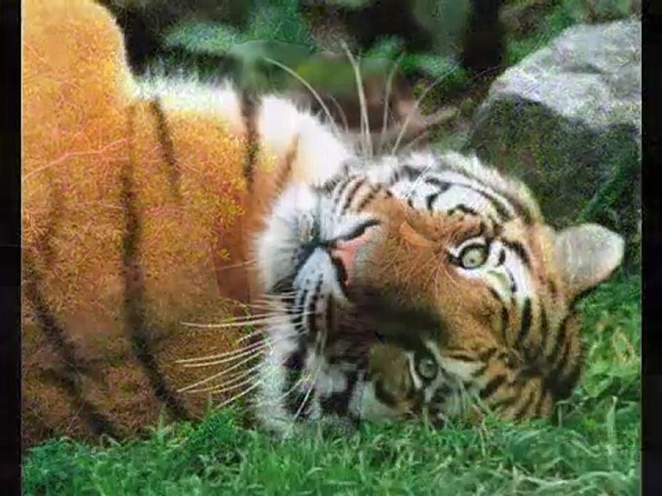 el reino animal