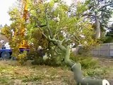 Beech tree - Crane removal - Tree services Victoria BC - rctree.ca