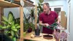 Amateur Gardening: Potting amaryllis bulbs for Christmas blooms
