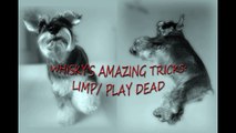 Limp/Play Dead by Whisky the smartest mini schnauzer ever - Amazing Funny Dog Tricks