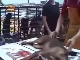 "Nobody touch the DOG" Public Petition to save DOGS in China.
