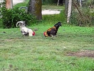 Two roosters fighting.AVI
