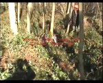 video de chasse aux faisans