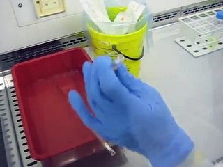 Biosafety: H5N1 Highly Pathogenic Avian Influenza Virus Culturing (BSC, BSL-3)