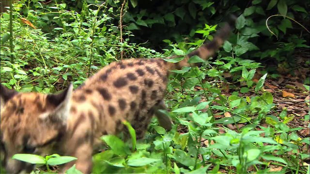 Endangered Baby Panther Clings To Life