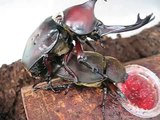 The copulation of the beetle カブトムシの交尾 ２