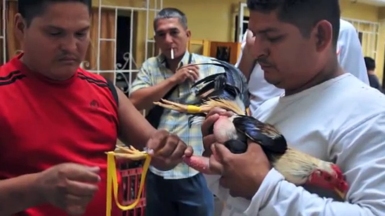 Peleas de gallos continúan tras decisión en consulta popular