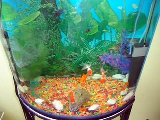 Cuidados de un pez japones o GoldFish