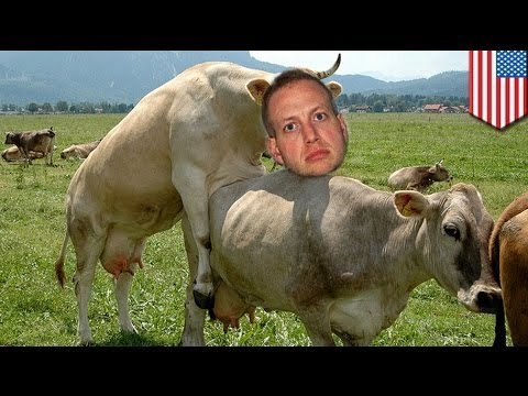 New York men arrested for having sex with cows