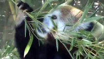 Red Panda Eating