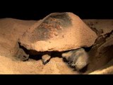 Olive Ridley Turtle laying eggs