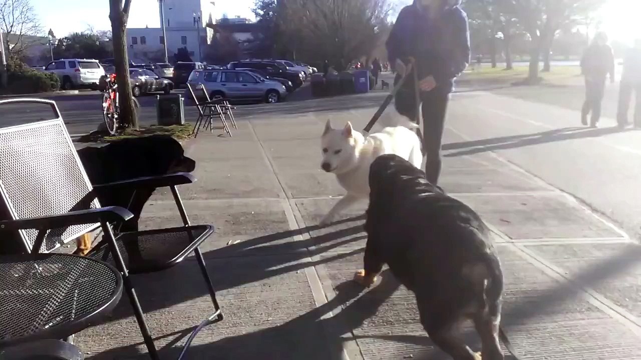 Rottweilers Attack German Shepherd or Husky