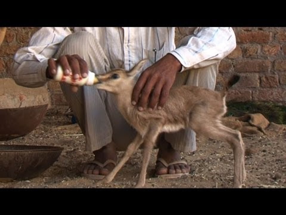 The original conservationists: Bishnois of Rajasthan