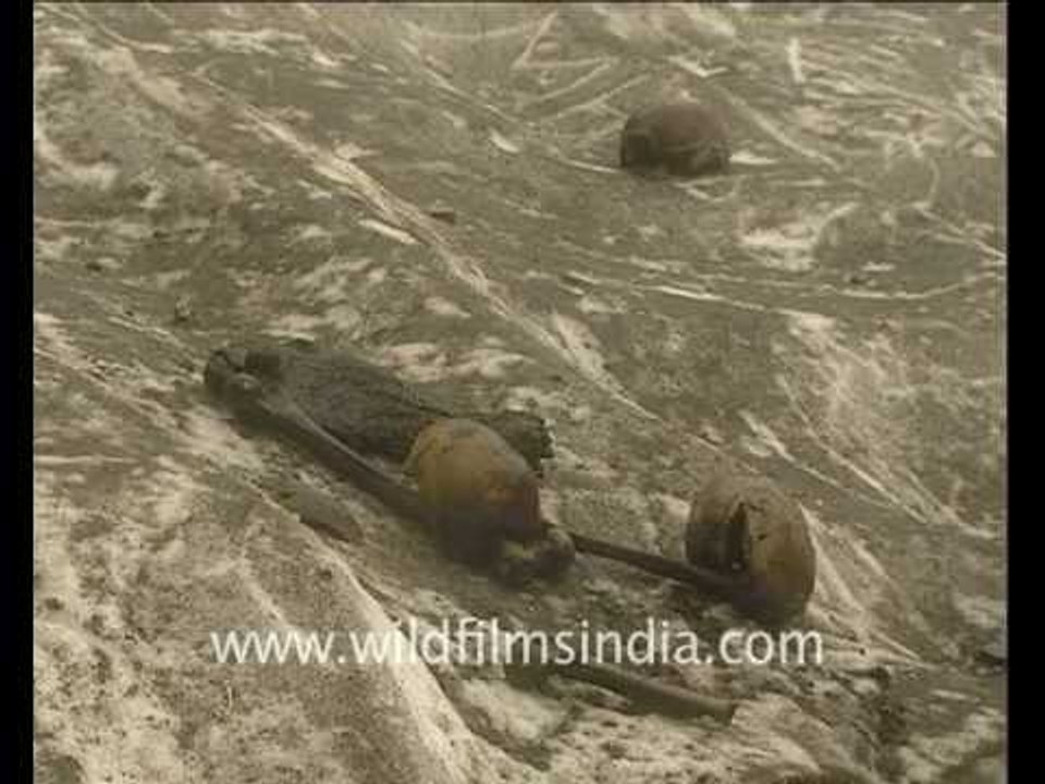 Skulls and bones at Roopkund lake!