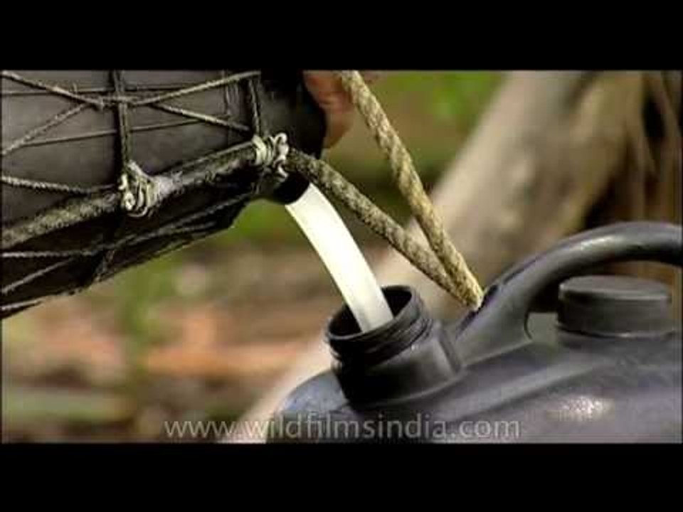 Palm wine or toddy created from the sap of a palm tree