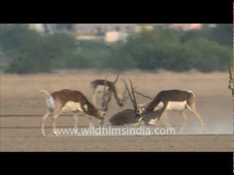 Blackbuck fighting in Tal Chappar wildlife sanctuary