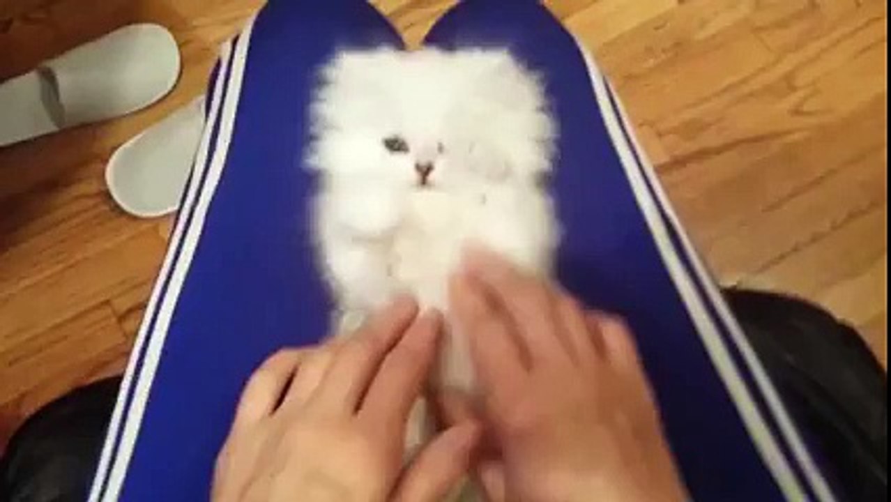 Surprised Kitty