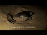 Olive Ridley sea turtle digging its nest