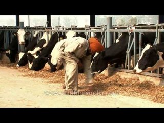 Feeding cows at a dairy farm in Punjab