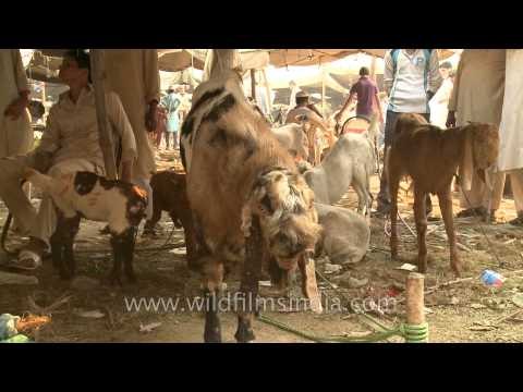 Goat Market for Bakri Eid near Jama Masjid, Old Delhi
