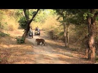 Tourist jeeps sight and corner a tiger - Bandhavgarh
