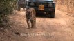 Poor harassed tiger at Ranthambore National Park - Jeep safari