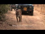 Poor harassed tiger at Ranthambore National Park - Jeep safari