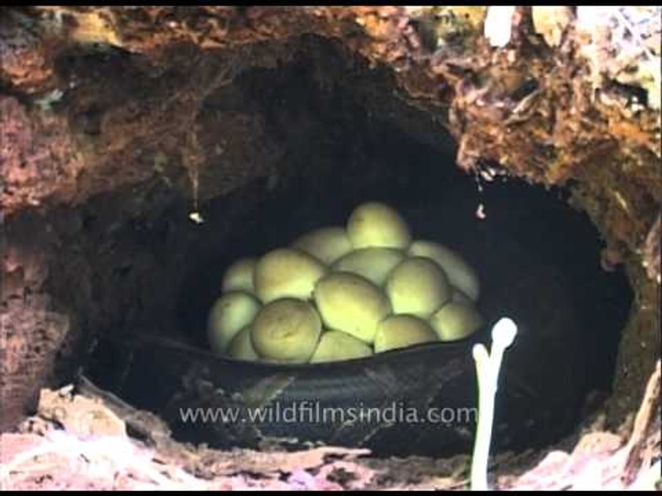 Python eggs hatched at Manas National Park, Assam