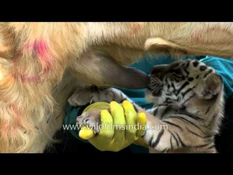 Tiger cub suckled by a Goat!