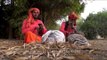 Snake charmers hypnotize snakes by playing the 'been'