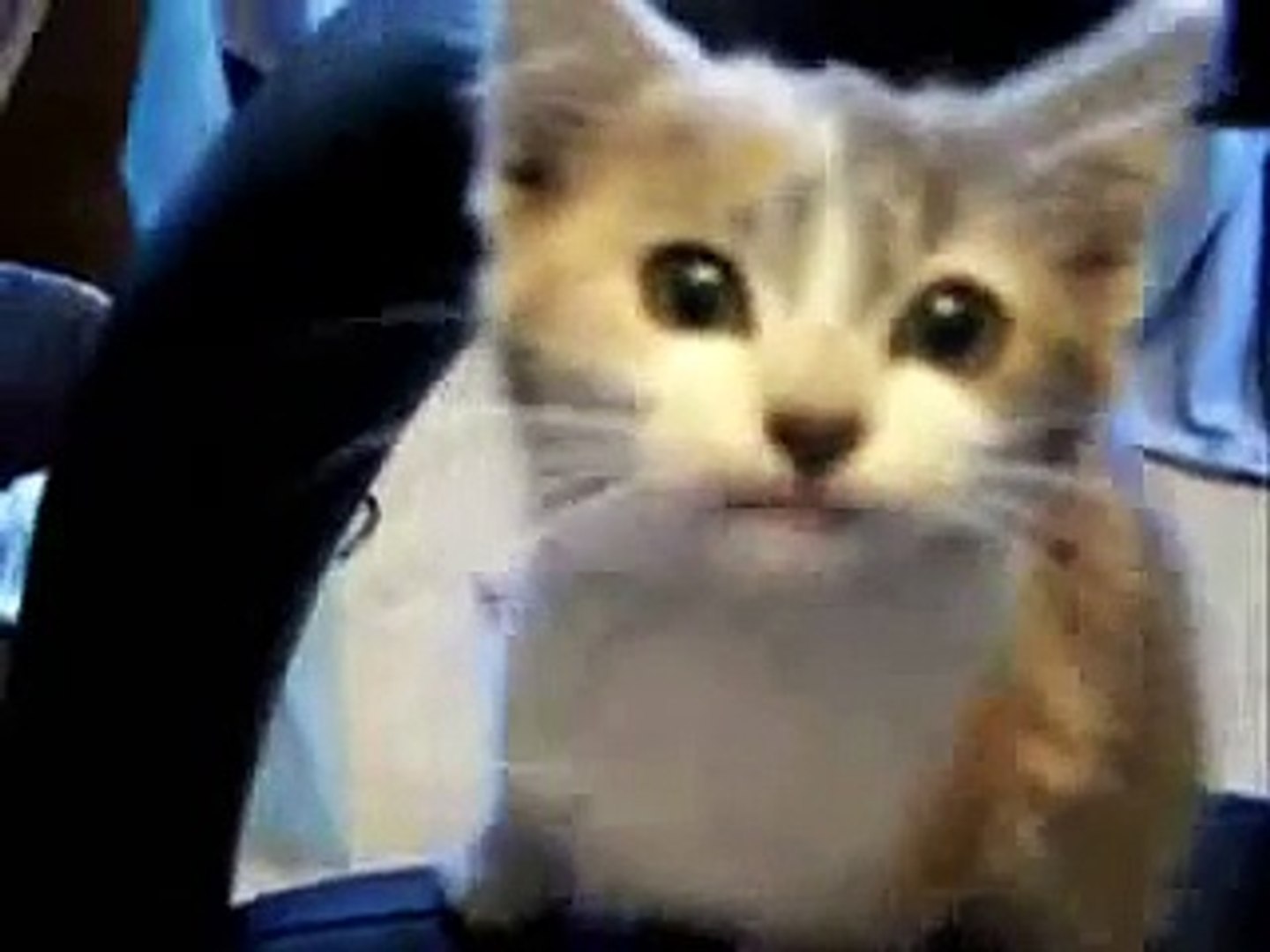 el mejor video de gatos, para cagarse de la risa - video Dailymotion